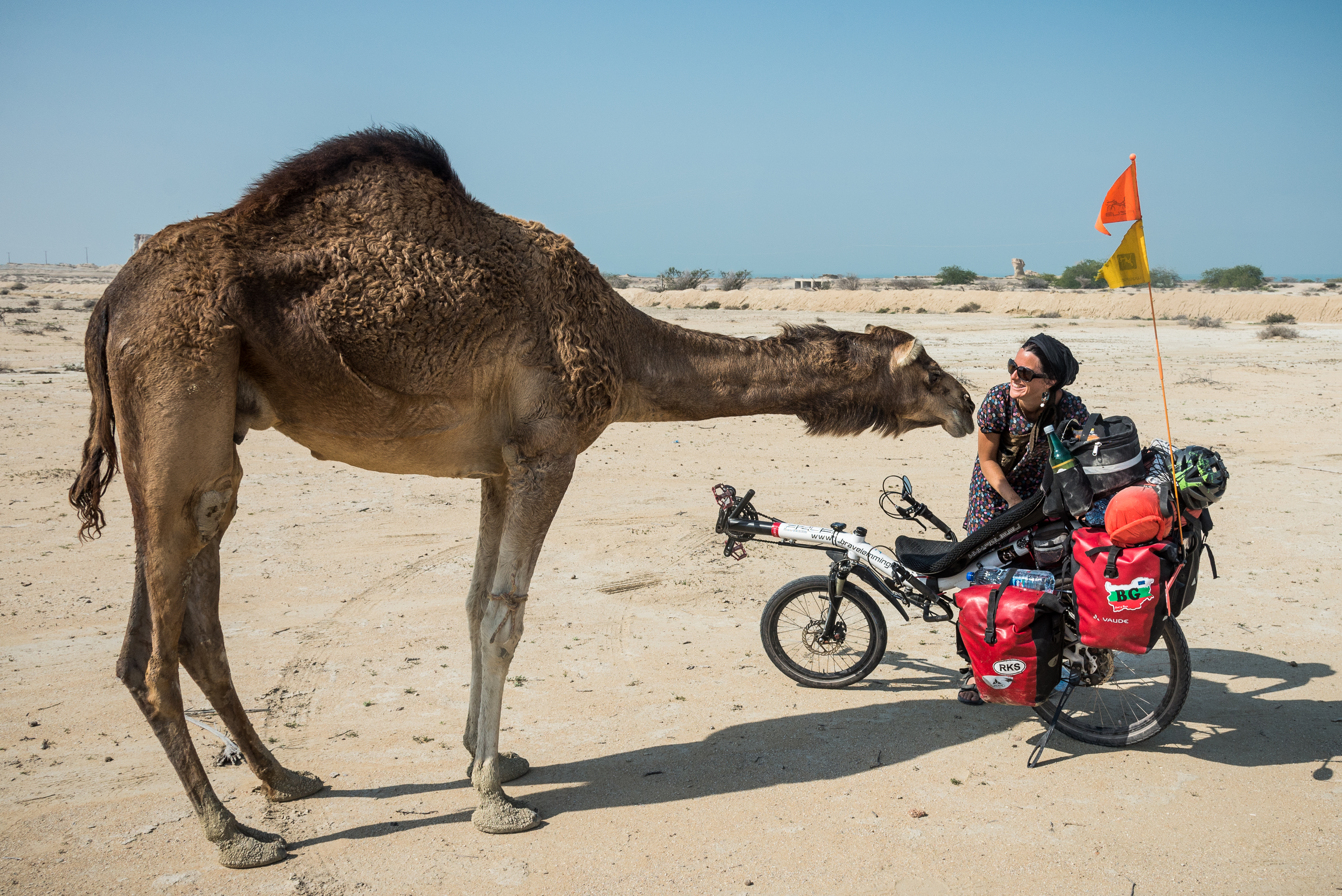 Rencontre avec un sympathique dromadaire sur l'île de Qeshm, Golge Per